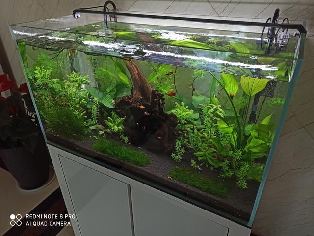 上海晶晶水族器材有限公司（上海晶晶水族器材有限公司上海晶晶水族器材有限公司） 水族周边