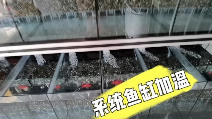 园形鱼缸如何加热（水族保温器的使用指南） 龙鱼百科 第4张