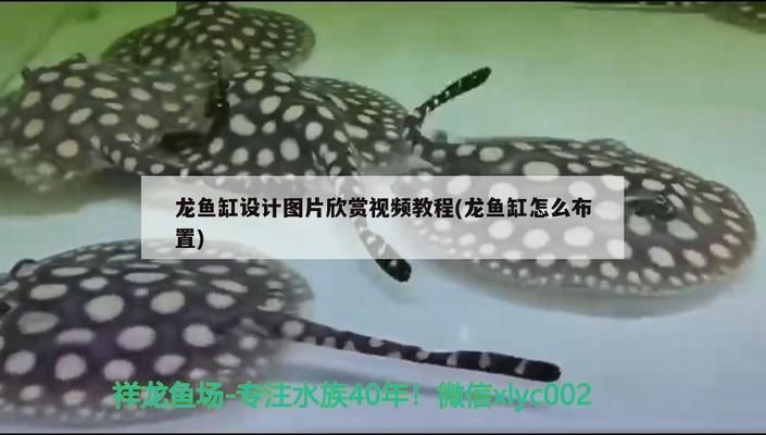 龙鱼缸视频欣赏图片大全（关于“liangcai鱼缸”的一些建议）