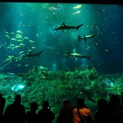 香港水族馆（海洋公园海洋馆门票预订）