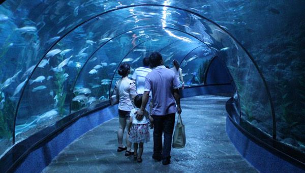 香港水族馆（海洋公园海洋馆门票预订） 龙鱼百科 第5张