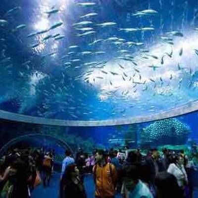 香港水族馆（海洋公园海洋馆门票预订） 龙鱼百科 第4张