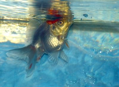 祥龙龙鱼专用水族灯（祥龙品牌的龙鱼专用水族灯在市场上的销量和用户评价都较好） 龙鱼百科 第5张