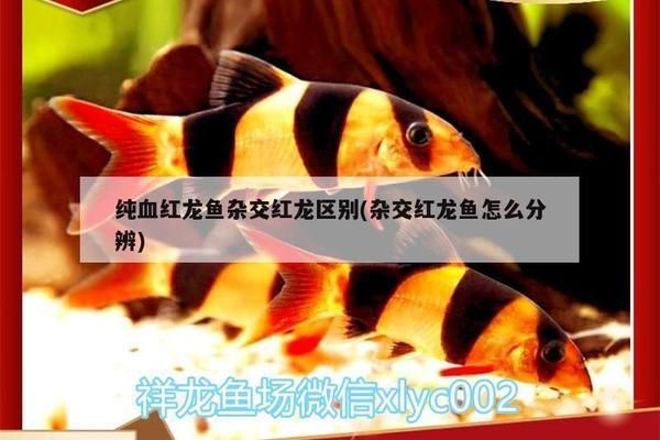 纯血红龙鱼杂交红龙区别（纯血红龙鱼与杂交红龙鱼的区别）