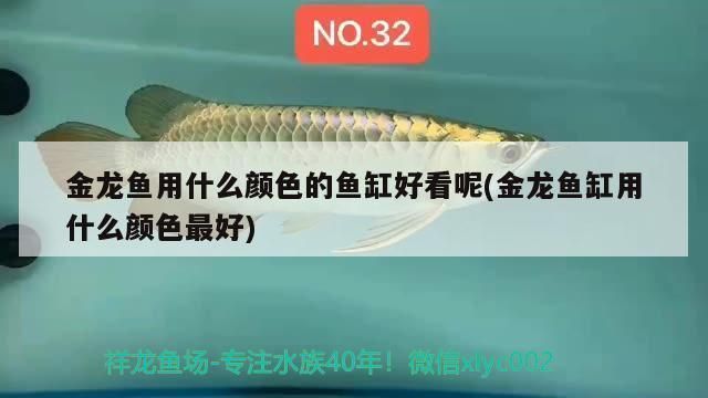 金龙鱼用什么颜色的鱼缸（金龙鱼成长阶段如何变化，）