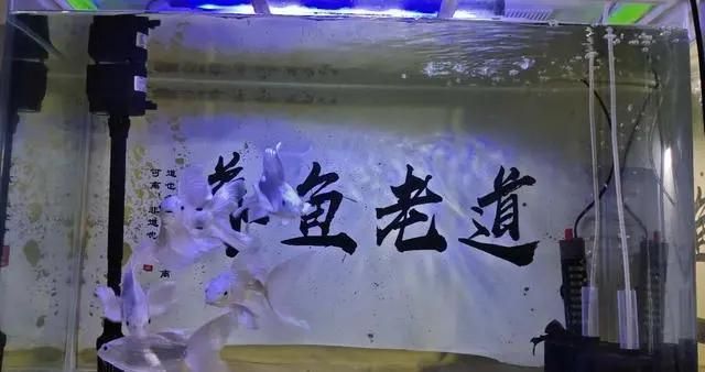 鱼缸的坏处（鱼缸安全防护方法介绍鱼缸爆裂应急处理方法介绍） 龙鱼百科 第4张