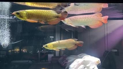 博世龙鱼缸连锁店怎么样（博世龙水族用品有限公司怎么样） 龙鱼百科 第1张