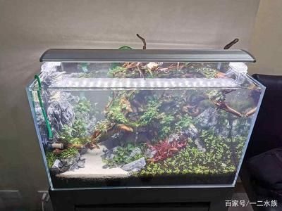 海阳市邵邓水族馆（海阳市海阳市邵邓水族馆经营产品：零售观赏鱼、鱼缸、日用百货） 全国观赏鱼市场