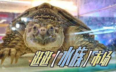 沈阳水族批发市场（沈阳水族市场特色鱼类）