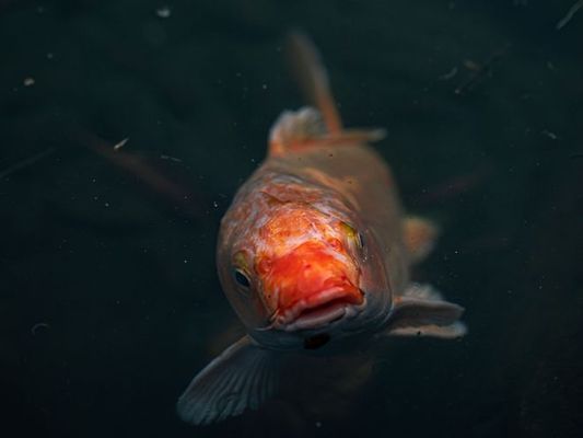 鱼缸水发浑起泡沫是怎么回事（如何解决鱼缸水发浑起泡沫） 龙鱼百科 第3张