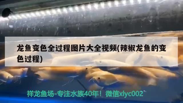 白色雷龙鱼喂啥饲料（如何自制雷龙鱼饲料，雷龙鱼发色饲料品牌推荐） 龙鱼百科 第3张