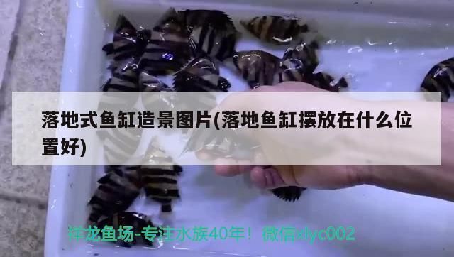 金龙鱼适宜的水族箱布置（如何为金龙鱼选择最适宜的水族箱大小和深度？）