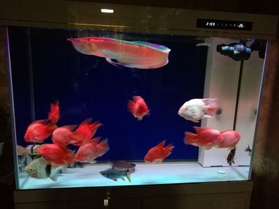 金龙鱼适合的水族箱大小（-金龙鱼适合的水族箱大小和水质管理）