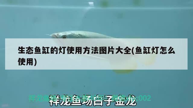 金龙鱼市场价格走势分析