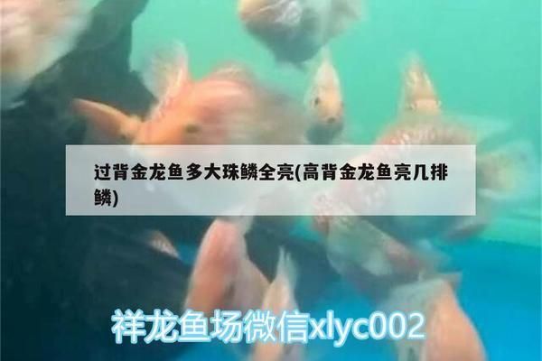 高背金龙鱼亮几排鳞（如何鉴别高背金龙鱼） 龙鱼百科 第2张