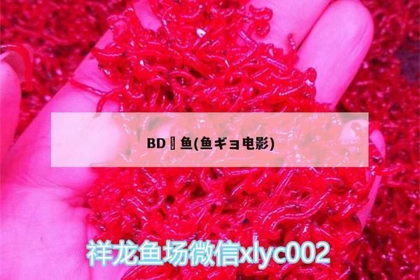 BD魟鱼（bd魟鱼是一种兼具观赏价值和科研价值的水族宠物）