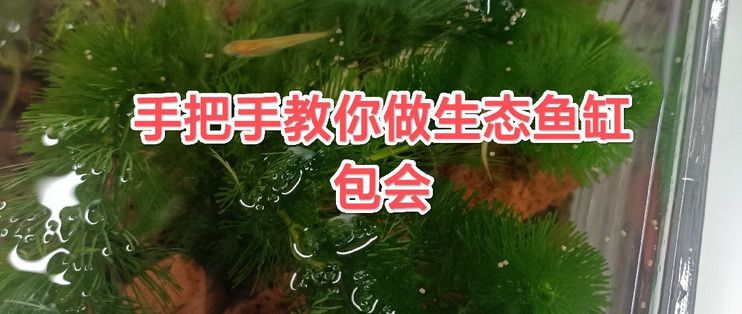 桌面鱼缸造景教程怎么打开（小型鱼缸适合养什么鱼鱼缸造景中的光照要求如何维护桌面鱼缸水质）