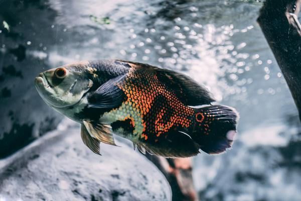 重庆市大足区维尚水族馆（重庆大足维尚水族馆） 全国观赏鱼市场