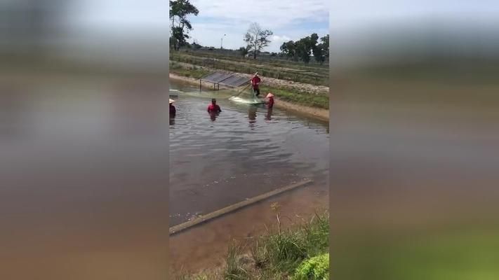 杭州金龙鱼热带鱼养殖基地在哪里啊最近（杭州金龙鱼热带鱼养殖基地位于杭州市萧山区临浦街道） 龙鱼百科 第2张