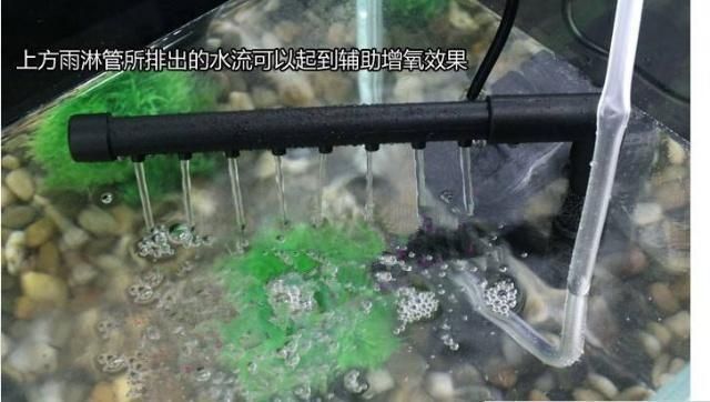 调兵山市东洋水族馆（调兵山市东洋水族馆经营产品：鱼缸、鱼具、鱼（依法须经批准的项目）） 全国观赏鱼市场