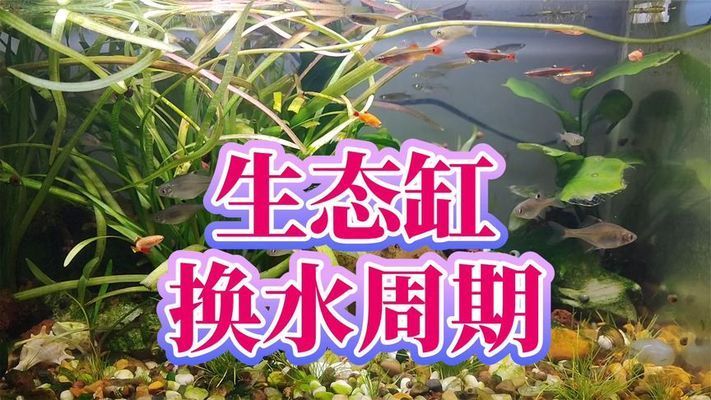 金龙鱼日常养护要点（金龙鱼多久换一次水？） 水族问答