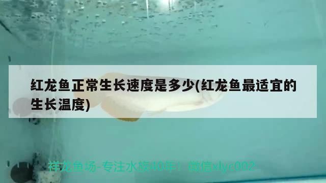 红龙鱼苗一年能长多大啊（关于红龙鱼苗一年能长多大的详细信息） 龙鱼百科 第4张