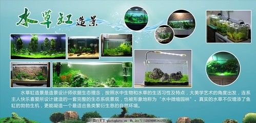 金龙鱼品牌影响力分析 水族问答