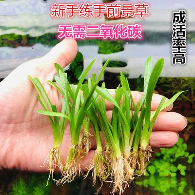 鱼缸选择大水兰还是小水兰（大水兰与小水兰的养护技巧） 龙鱼百科 第1张