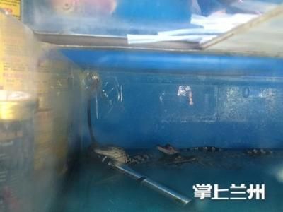 金龙鱼苗品种鉴别技巧 水族问答