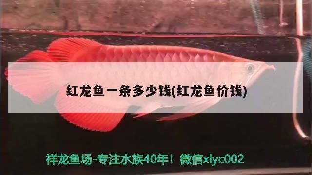 中国最贵红龙鱼7000万（中国最贵红龙鱼7000万价格创吉尼斯世界纪录）