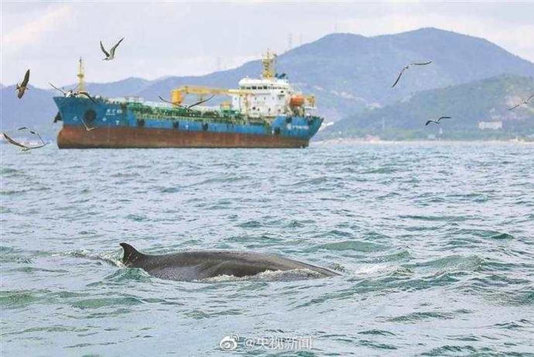 四海水族泰国贸易邀你来拼鱼我亲爱的雪花豹