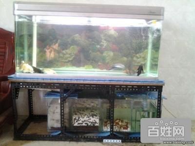 宜良县蓝蓝水族馆（云南宜良县蓝蓝水族馆经营产品：观赏鱼、鱼缸、渔具销售） 全国观赏鱼市场