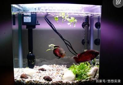 金龙鱼花生油的储存方法（关于金龙鱼花生油的问题） 水族问答