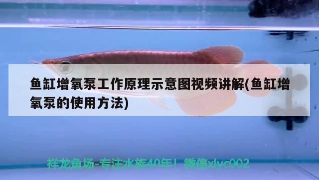 金龙鱼合成油的保存方法（关于金龙鱼合成油的问题） 水族问答