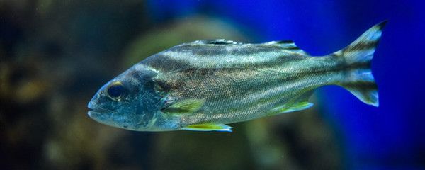 盘锦市双台子区强强水族馆（盘锦双台子区强强水族馆）