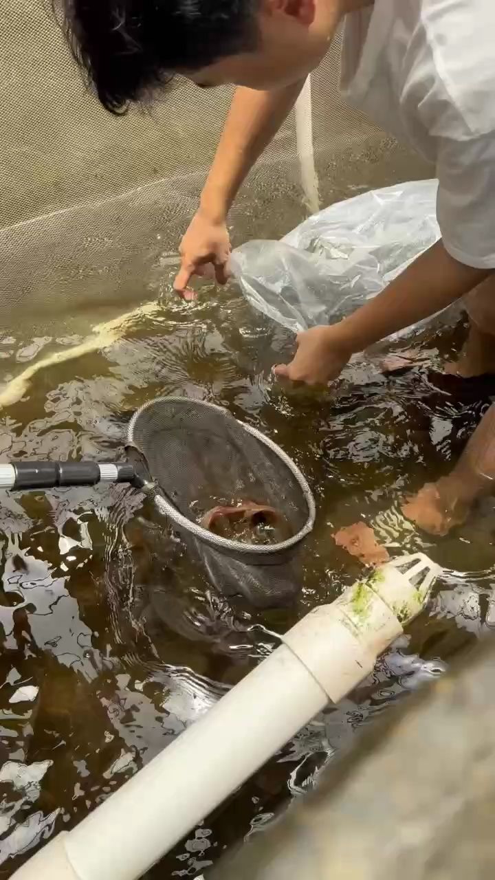 养龙人的快乐（日益努力，而后风生水起） 观赏鱼论坛