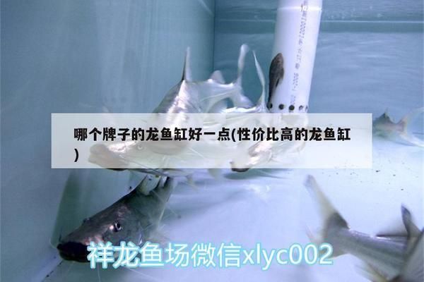 大型龙鱼缸什么牌子好用又实惠的（2024年大型龙鱼缸品牌排行榜） 龙鱼百科 第4张