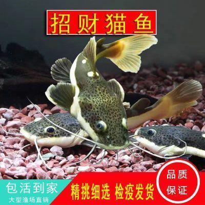 红龙鱼掉鳞怎么办（红龙鱼掉鳞可能由多种因素导致） 龙鱼百科 第3张