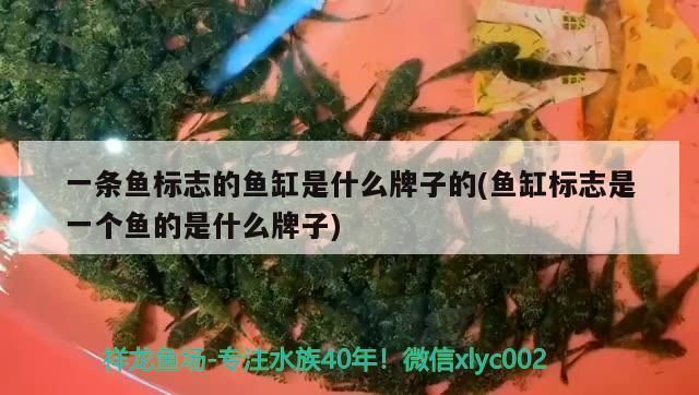 鱼缸增氧泵光想响不抽水（增氧泵电机故障维修方法） 龙鱼百科 第5张