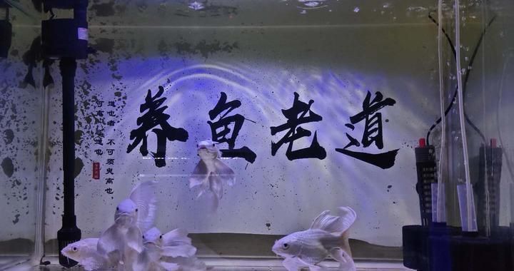 鱼缸多久换水好一点（不同季节鱼缸换水频率差异鱼缸换水后需要注意什么） 龙鱼百科 第5张