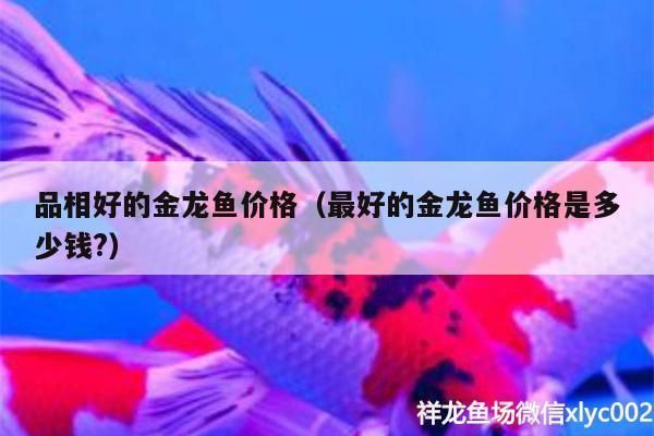 好金龙鱼多少钱一条啊（好金龙鱼价格因品种和品相而异，从几百元到数十万元不等） 龙鱼百科 第2张