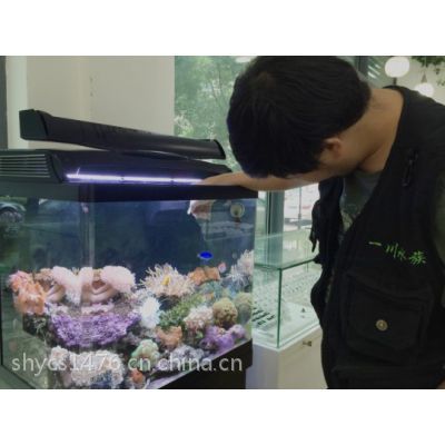 上海水族批发市场（水族批发市场营业时间,水族宠物养护知识） 龙鱼百科 第5张