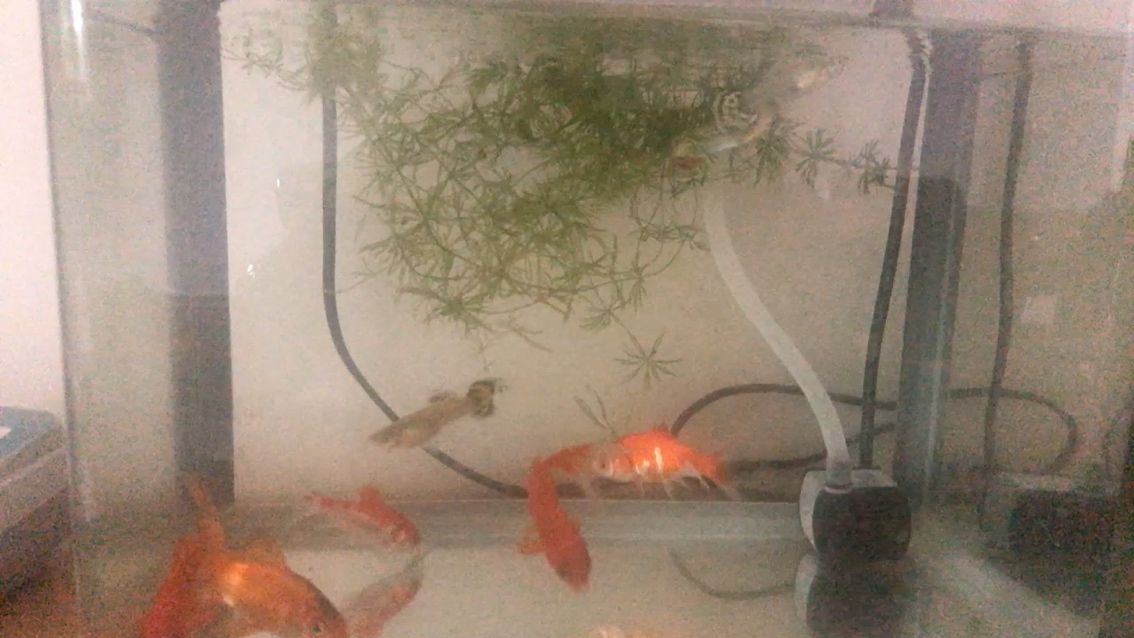 铁岭水族馆小红草与凤尾混养