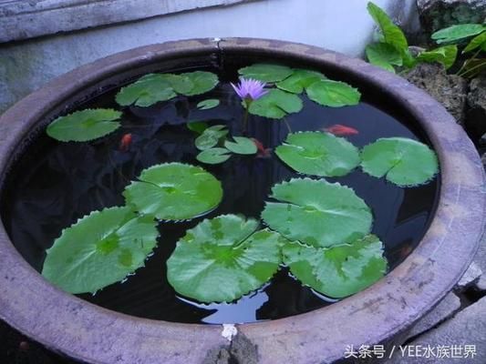 怎样的鱼缸不用换水呢（如何控制鱼缸内生物数量生态鱼缸过滤系统的选购）