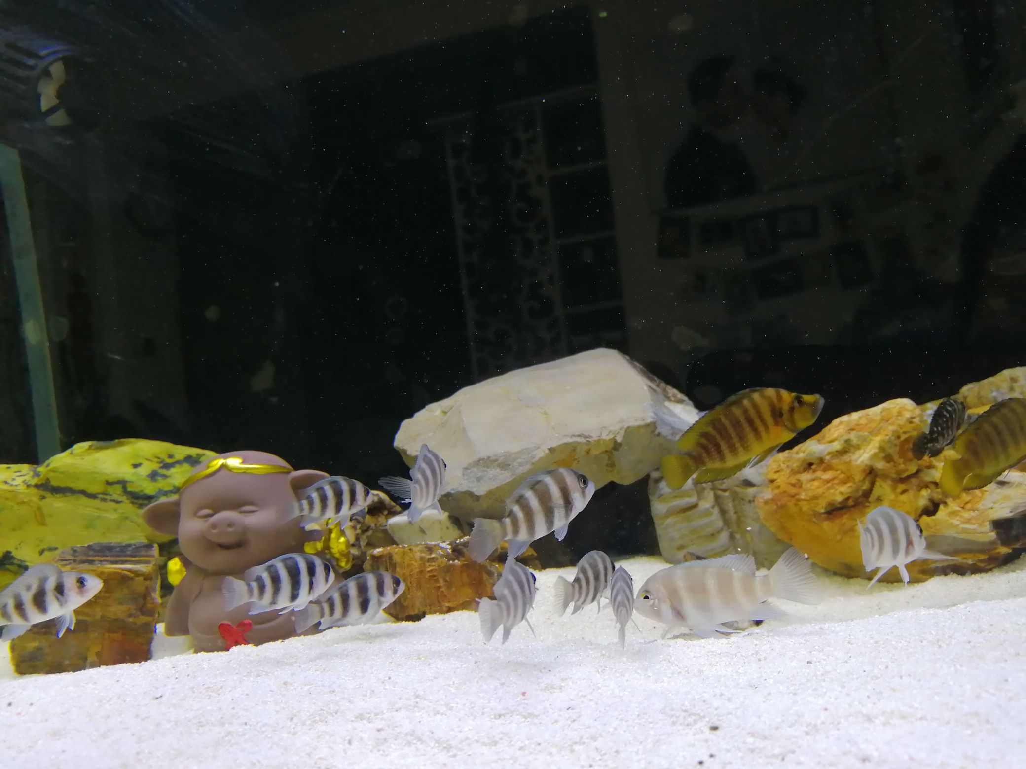 台州水族馆鱼食哪个牌子好