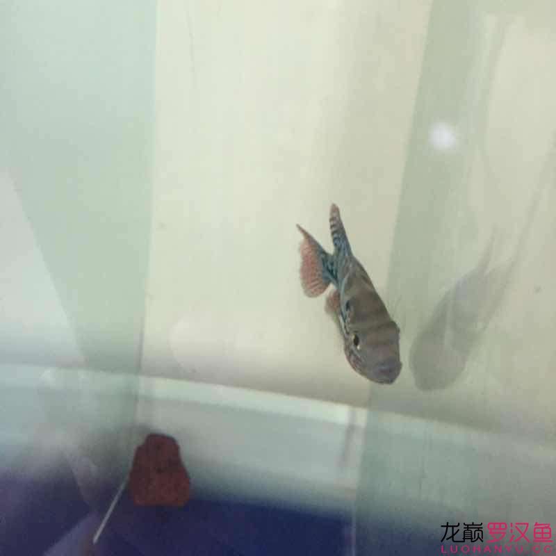 赢明峰水族菩提饲料小苗初长成梦想中的罗汉