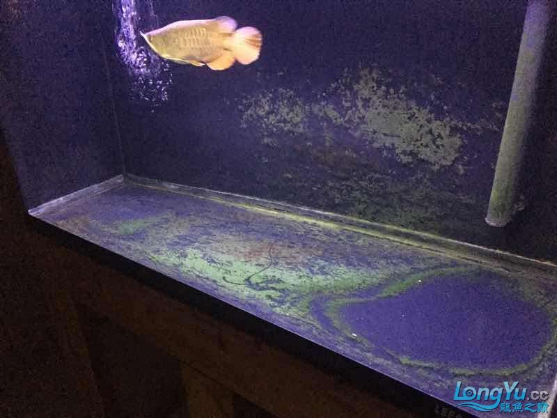 七台河水族馆高背一条