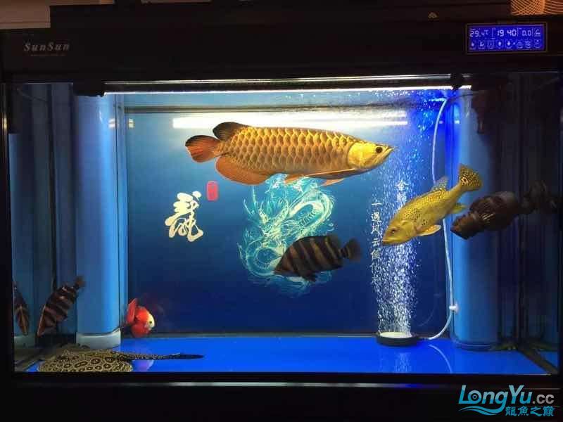 昌都水族馆我的金龙得了白点病