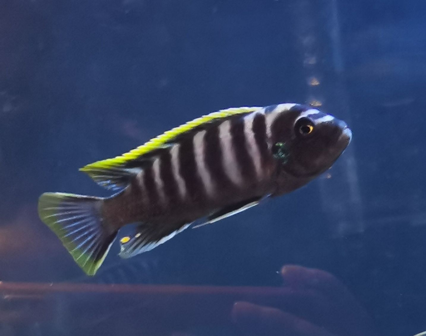 内江水族馆小板凳已备好又是一晚的赏鱼～