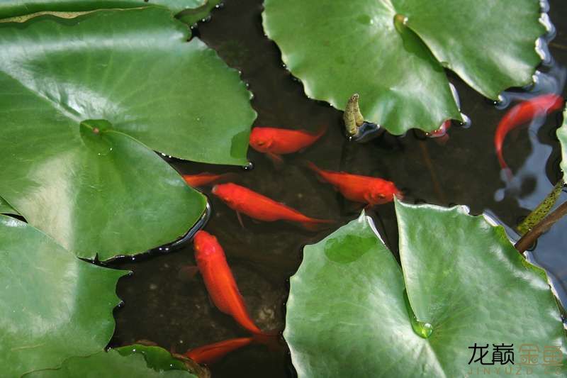 绵阳水族馆就在身边的金鱼生活